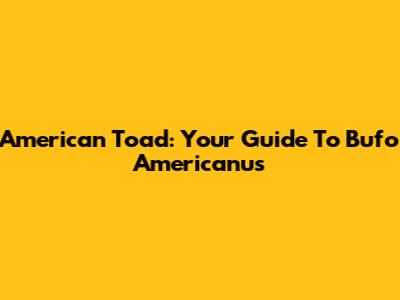 American Toad: Your Guide To Bufo Americanus