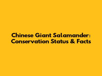 Chinese Giant Salamander: Conservation Status & Facts