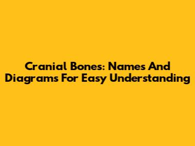 Cranial Bones: Names And Diagrams For Easy Understanding