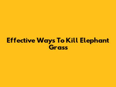 Effective Ways To Kill Elephant Grass